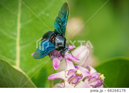 Xylocopa valga or carpenter bee on Apple of Sodom 66268176
