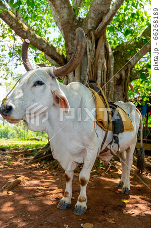 Cow with saddle for riding tourists Cow with saddle for riding tourists 66268189