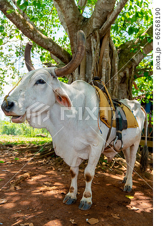 Cow with saddle for riding tourists Cow with saddle for riding tourists 66268190