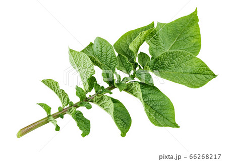 potato leaves clipping path potato leaves clipping path 66268217