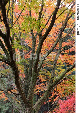 もみじの紅葉 伊豆 大仁 雄飛滝付近 もみじの紅葉 伊豆 大仁 雄飛滝付近 66268644