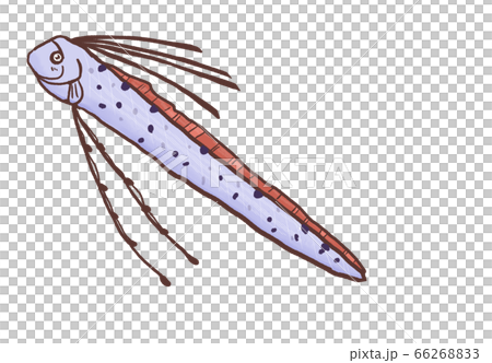 R：童話般的深海魚Ryugunotsukai 1 66268833