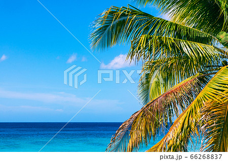 Trinidad, Cuba. Coconut on an exotic beach with Trinidad, Cuba. Coconut on an exotic beach with 66268837