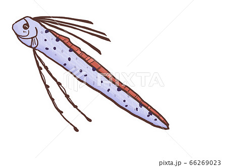 R メルヘンな深海魚 リュウグウノツカイ３のイラスト素材