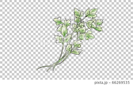 イタリアンパセリの手書きイラスト 水彩のイラスト素材