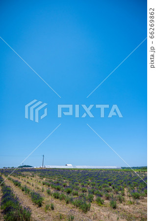 紫のじゅうたん、香り爽やか 三国ラベンダーファーム/6月上旬撮影 紫のじゅうたん、香り爽やか 三国ラベンダーファーム/6月上旬撮影 66269862