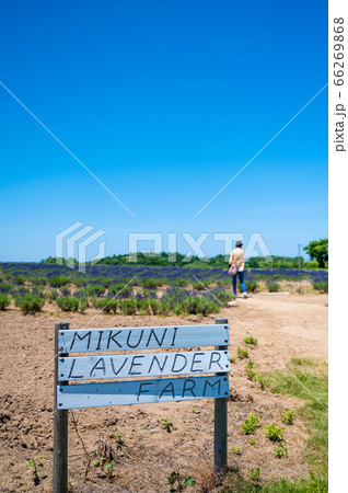 紫のじゅうたん、香り爽やか 三国ラベンダーファーム/6月上旬撮影 紫のじゅうたん、香り爽やか 三国ラベンダーファーム/6月上旬撮影 66269868