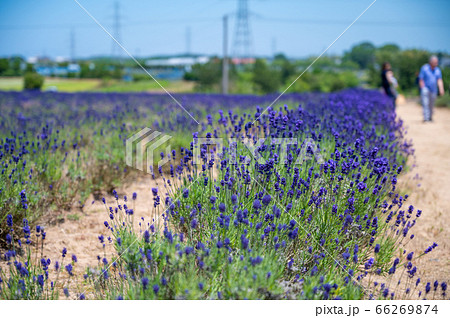 紫のじゅうたん、香り爽やか 三国ラベンダーファーム/6月上旬撮影 紫のじゅうたん、香り爽やか 三国ラベンダーファーム/6月上旬撮影 66269874