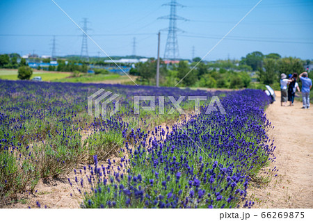 紫のじゅうたん、香り爽やか 三国ラベンダーファーム/6月上旬撮影 紫のじゅうたん、香り爽やか 三国ラベンダーファーム/6月上旬撮影 66269875