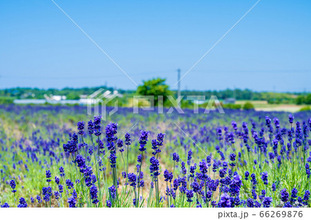 紫のじゅうたん、香り爽やか 三国ラベンダーファーム/6月上旬撮影 紫のじゅうたん、香り爽やか 三国ラベンダーファーム/6月上旬撮影 66269876