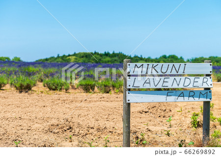 紫のじゅうたん、香り爽やか 三国ラベンダーファーム/6月上旬撮影 紫のじゅうたん、香り爽やか 三国ラベンダーファーム/6月上旬撮影 66269892