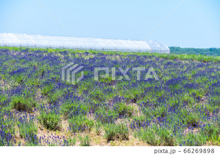 紫のじゅうたん、香り爽やか 三国ラベンダーファーム/6月上旬撮影 紫のじゅうたん、香り爽やか 三国ラベンダーファーム/6月上旬撮影 66269898