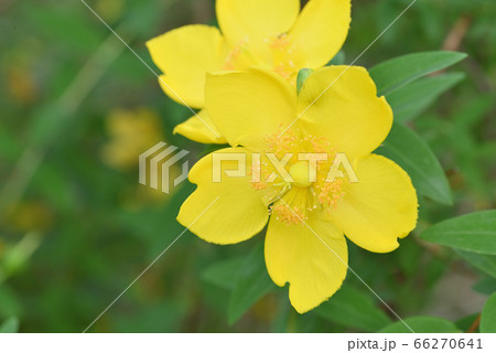 ヒペリクム(ヒドコート) ヒペリクム(ヒドコート) 66270641