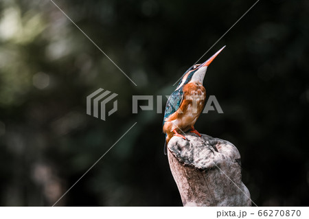 Bird Bird 66270870