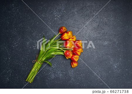Tulips flowers on natural background. Tulips flowers on natural background. 66271738