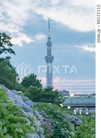 紫陽花　スカイツリー 66272113