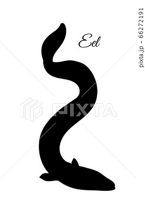 Silhouette Of Japanese Eelのイラスト素材