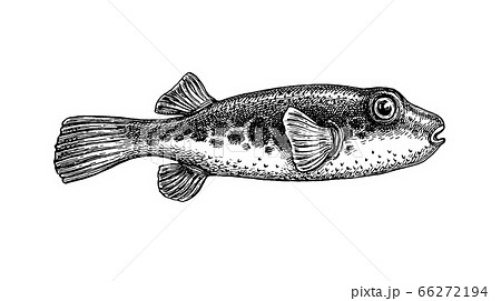 Ink sketch of fugu fish. Ink sketch of fugu fish. 66272194
