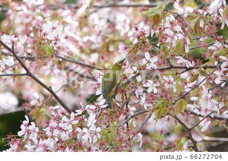 里塚の桜とメジロ 66272704