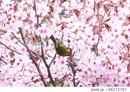 里塚の桜とメジロ 66272707