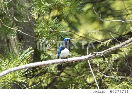 里塚のオオルリ 66272711