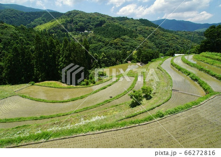 和歌山県海草郡紀美野町 坂田の棚田の光景 和歌山県海草郡紀美野町 坂田の棚田の光景 66272816