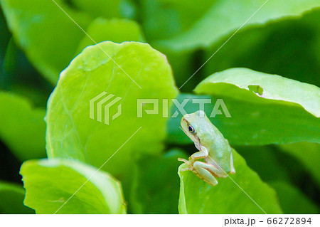 緑野菜と一匹のアマガエル　A frog and green leaves 66272894