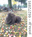 奈良公園の鹿 66272895