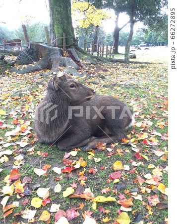 奈良公園の鹿 66272895