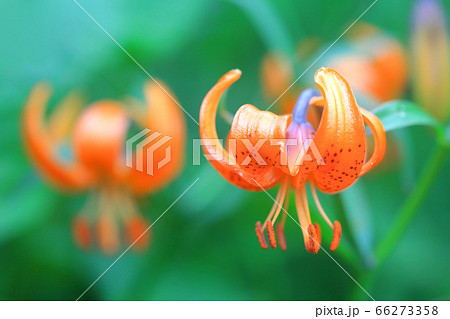 コオニユリ 66273358