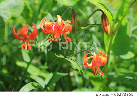 コオニユリ コオニユリ 66273359