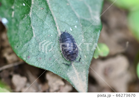 ワラジムシ 66273670