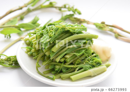 シオデのお浸し 66273993