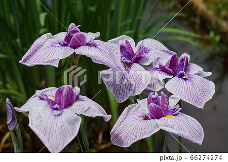 6月 町田141ハナショウブ(花菖蒲)・アヤメ科・薬師池公園 6月 町田141ハナショウブ(花菖蒲)・アヤメ科・薬師池公園 66274274