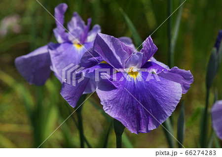 ✾はな✾。 The Flowers from Himmel's Hometown Can Be Found Near Mt
