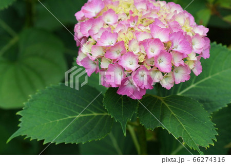 6月 町田105ｱｼﾞｻｲ ｱｼﾞｻｲ科 紫陽花 薬師池公園の写真素材