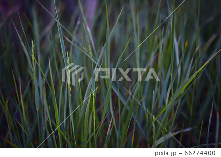 Young green grass. Natural background. Young green grass. Natural background. 66274400
