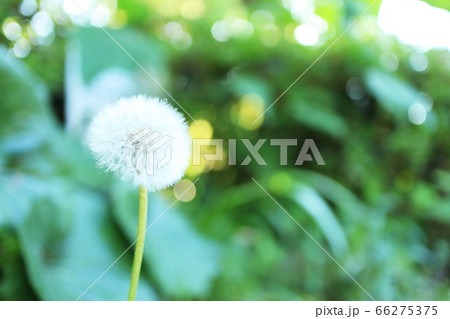 たんぽぽのボタン☆6個 s51 タンポポ/花/綿毛/ボタン/カボション