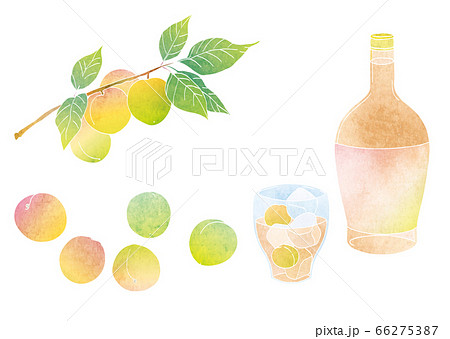 梅の実と梅酒の素材イラスト 水彩 のイラスト素材