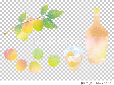 梅の実と梅酒の素材イラスト（水彩） 66275387