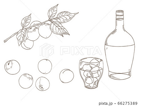 梅の実と梅酒の素材イラスト 線画 のイラスト素材