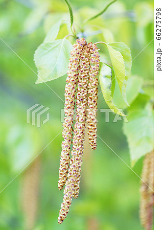 シラカバの花の写真素材