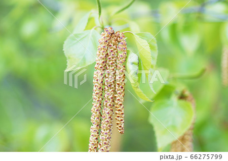 シラカバの花の写真素材
