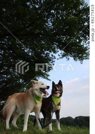 笑顔で並ぶ2匹の犬と新緑 66275819