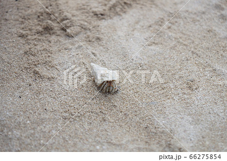 ヤドカリ 66275854