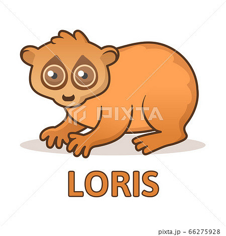 Cute loris sitting. Flat vector illustration with outline, isolated on white background. Cute loris sitting. Flat vector illustration with outline, isolated on white background. 66275928
