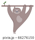Cute sloth on the branch of tree smiling. 66276150