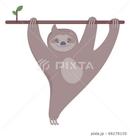 Cute sloth on the branch of tree smiling. 66276150