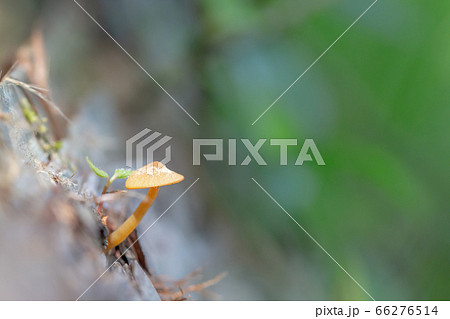 森の中の倒木に生えている茶色の小さなキノコ 森の中の倒木に生えている茶色の小さなキノコ 66276514