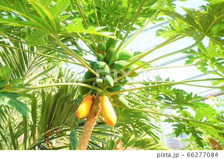 パパイア　Papaya　碓井川熱帯植物園 66277084